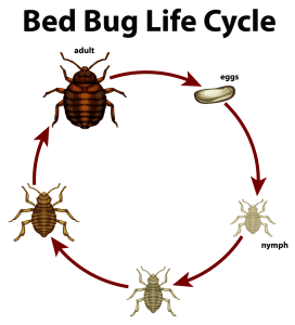 bed bugs life cycle
