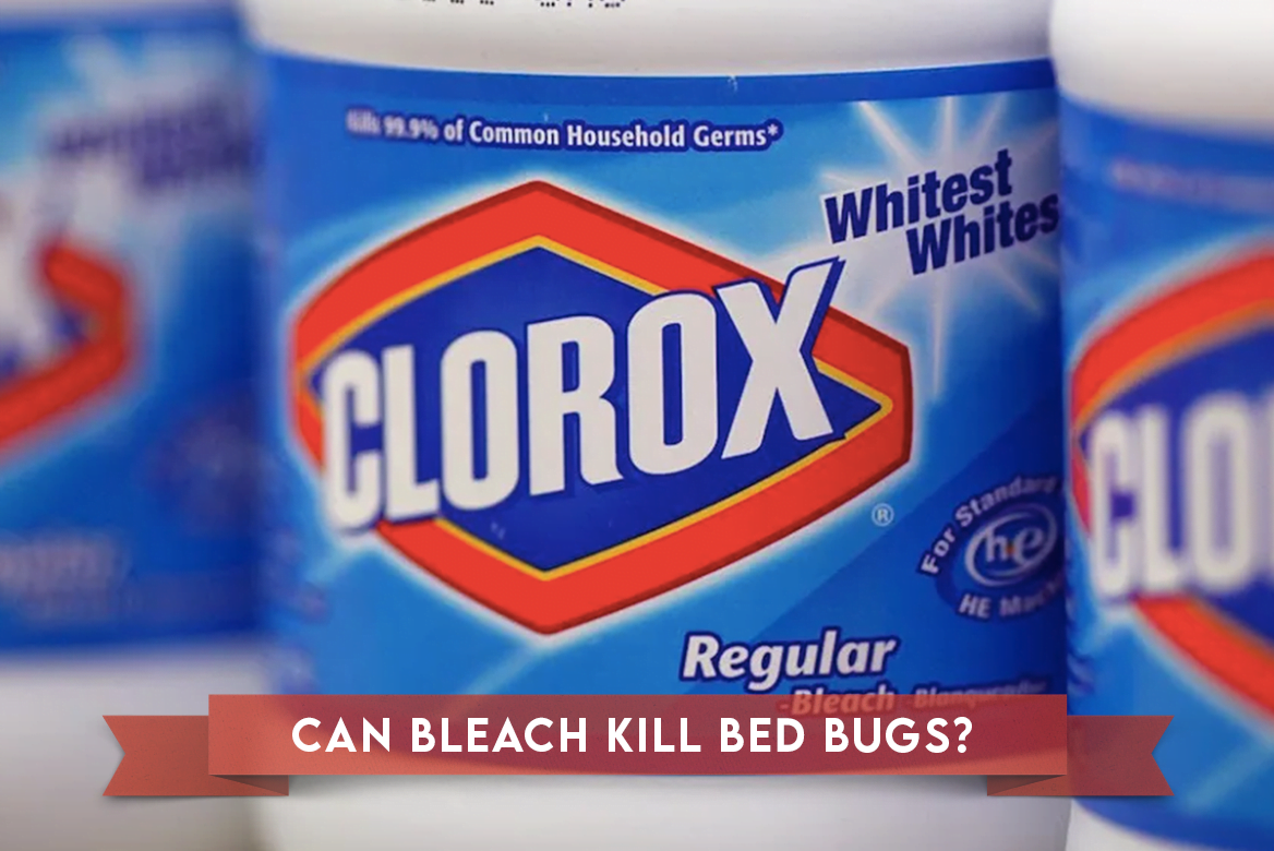 bleach kill bedbugs clorox
