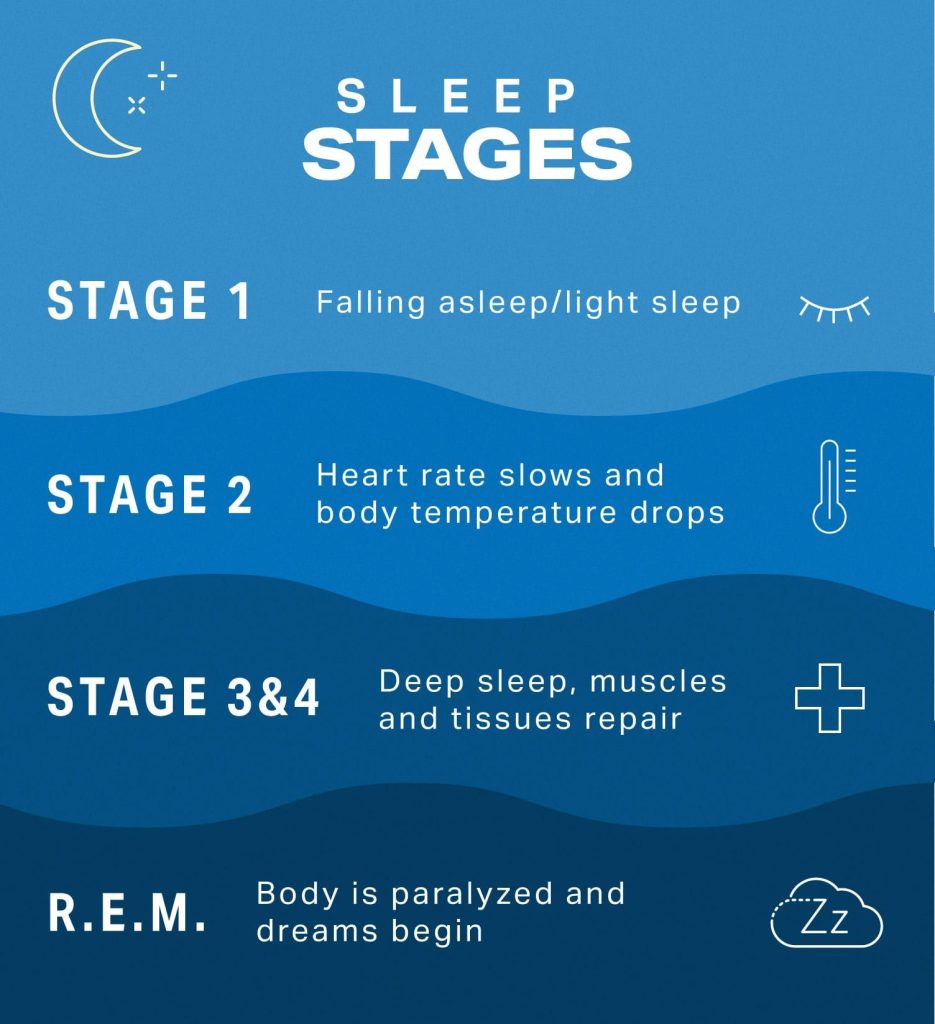 rEM Sleep Called Paradoxical Sleep stages